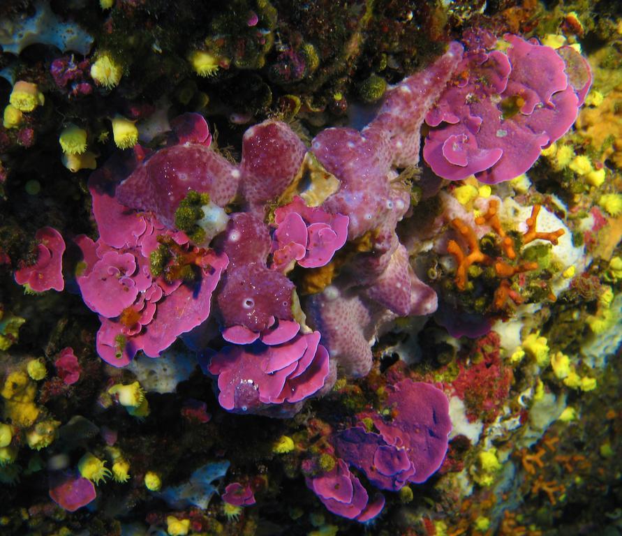 Апартаменти Diving Center Punta Stilo Екстер'єр фото